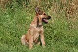 BOUVIER DES ARDENNES 427